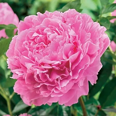 Пион МИСС ЭКХАРТ травянистый  Пион МИСС ЭКХАРТ травянистый в Сургуте