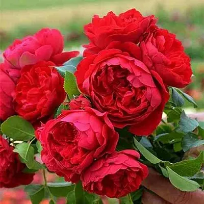 Саженцы роз ФЛОРЕНТИНА плетистая  Саженцы роз ФЛОРЕНТИНА плетистая в Сургуте