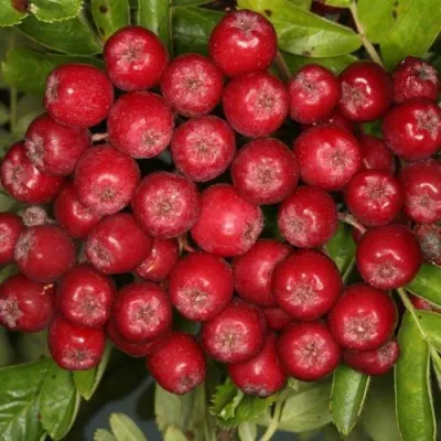 Рябина РУБИНОВАЯ сладкоплодная — описание сорта Рябина РУБИНОВАЯ сладкоплодная в Сургуте