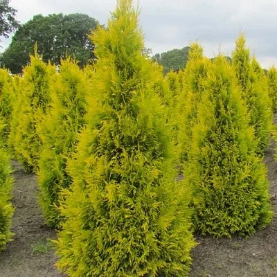 Туя САНКИСТ западная  Туя САНКИСТ западная в Сургуте