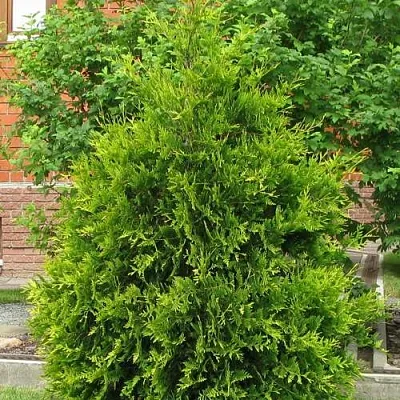 Туя АНЯ (АНИЕ) западная в Сургуте