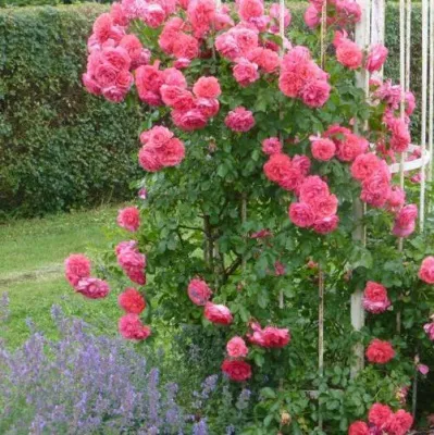 Саженцы роз РОЗЕУМ ЮТЕРСОН плетистая — описание сорта Саженцы роз РОЗЕУМ ЮТЕРСОН плетистая в Сургуте