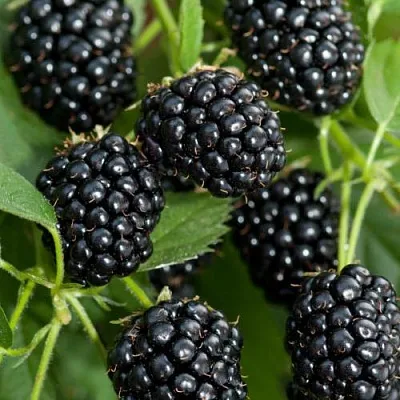 Ежевика АГАВАМ  Ежевика АГАВАМ в Сургуте