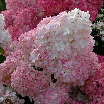 Гортензия САНДЕЙ ФРАЙЗ метельчатая  Гортензия САНДЕЙ ФРАЙЗ метельчатая в Сургуте