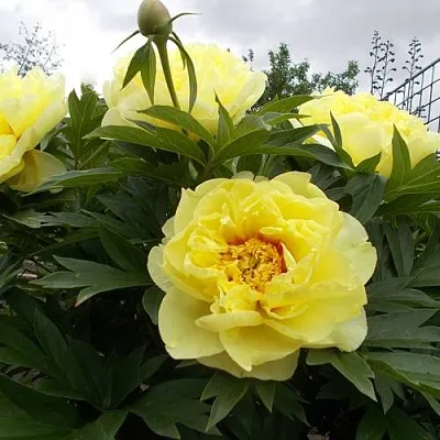 Пион БАРЦЕЛЛА ито-гибрид  Пион БАРЦЕЛЛА ито-гибрид в Сургуте