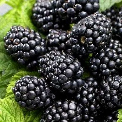 Ежевика БЖЕЗИНА бесшипная  Ежевика БЖЕЗИНА бесшипная в Сургуте