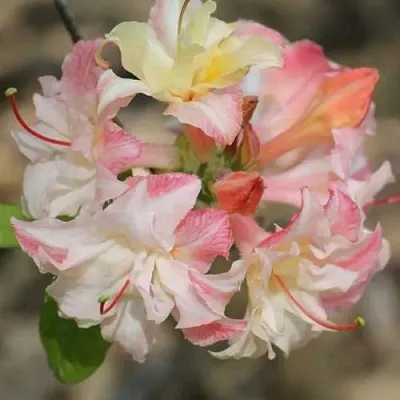 Азалия КЭННОНС ДАБЛ листопадная  Азалия КЭННОНС ДАБЛ листопадная в Сургуте