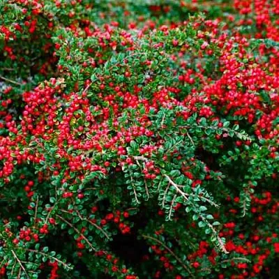 Кизильник горизонтальный  Кизильник горизонтальный в Сургуте