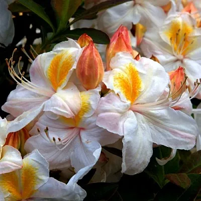 Азалия СИЛЬВЕР СЛИППЕР листопадная  Азалия СИЛЬВЕР СЛИППЕР листопадная в Сургуте