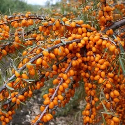 Облепиха ПЕРЧИК в Сургуте