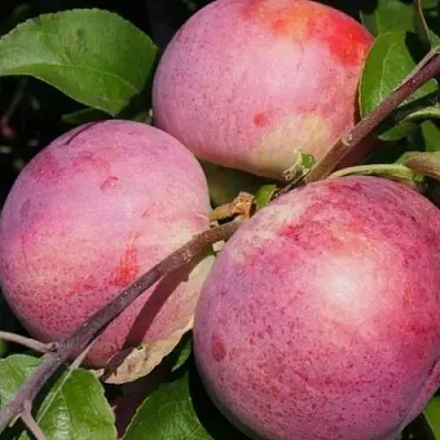 Яблоня БЕЛОРУССКОЕ МАЛИНОВОЕ в Сургуте