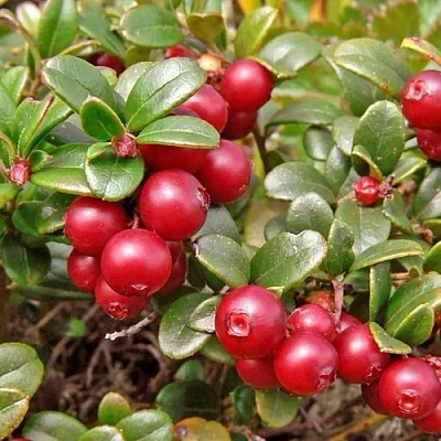 Брусника садовая АМЕРЛАНД в Сургуте