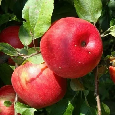 Яблоня ВАЛЕРИЯ в Сургуте