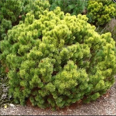 Ель ДАНС ДВАРФ обыкновення в Сургуте