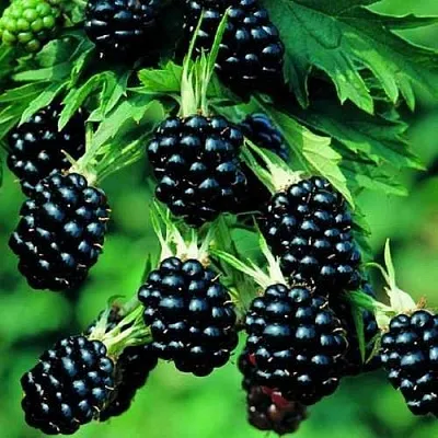 Ежевика КИТАНИНИ бесшипная  Ежевика КИТАНИНИ бесшипная в Сургуте