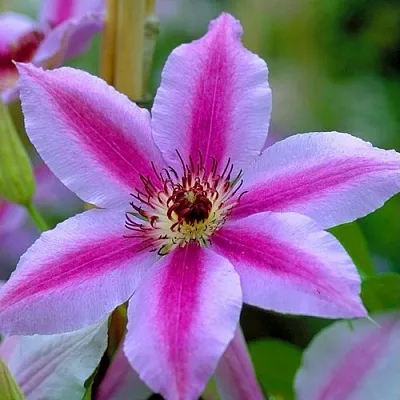 Клематис НЕЛЛИ МОЗЕР  Клематис НЕЛЛИ МОЗЕР в Сургуте