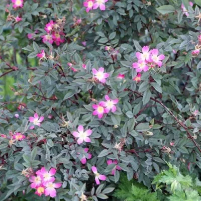 Саженцы роз сизая — описание сорта Саженцы роз сизая в Сургуте