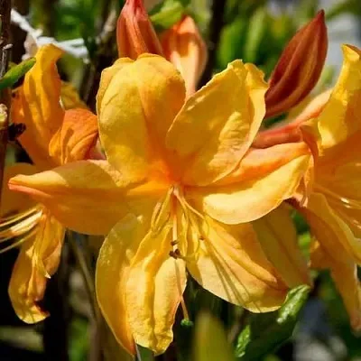 Азалия ГОЛДЕН ЛАЙТС листопадная  Азалия ГОЛДЕН ЛАЙТС листопадная в Сургуте