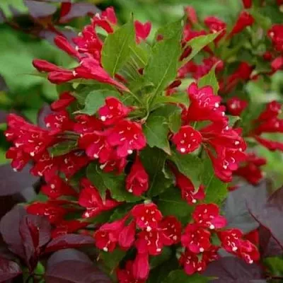 Вейгела РЕД ПРИНЦ  Вейгела РЕД ПРИНЦ в Сургуте