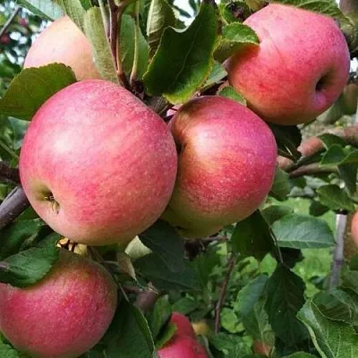 Яблоня ТЕРЕМОК в Сургуте