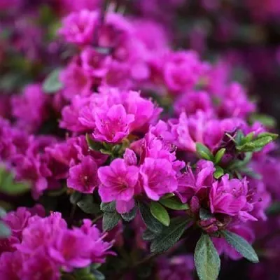 Азалия ГЕЙША ПЕРПЛ японская  Азалия ГЕЙША ПЕРПЛ японская в Сургуте