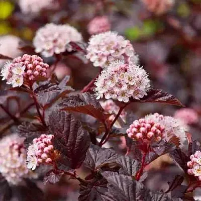 Пузыреплодник АНДРЕ   Пузыреплодник АНДРЕ  в Сургуте