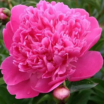 Пион ЭДУЛИС СУПЕРБА травянистый  Пион ЭДУЛИС СУПЕРБА травянистый в Сургуте