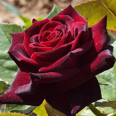 Саженцы роз БЛЭК БАККАРА чайно-гибридная в Сургуте