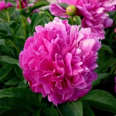 Пион ФЕЛИКС КРАУССЕ травянистый  Пион ФЕЛИКС КРАУССЕ травянистый в Сургуте