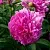 Пион ФЕЛИКС КРАУССЕ травянистый в Сургуте