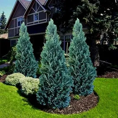 Кипарисовик ВАН ПЕЛЬТС БЛЮ лавсона  Кипарисовик ВАН ПЕЛЬТС БЛЮ лавсона в Сургуте