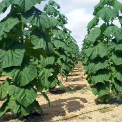 Павлония ПАО ТОГН Z07 в Сургуте