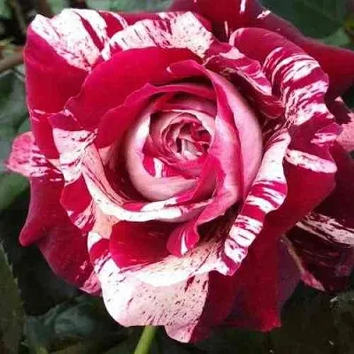 Саженцы роз ХУЛИО ИГЛЕСИАС чайно-гибридная  Саженцы роз ХУЛИО ИГЛЕСИАС чайно-гибридная в Сургуте