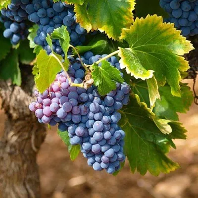 Виноград ЗИЛГА  Виноград ЗИЛГА в Сургуте