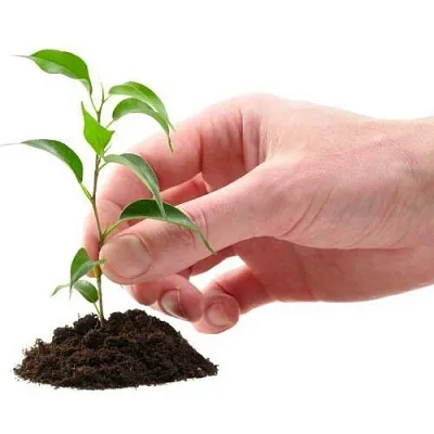 Саженцы в Сургуте