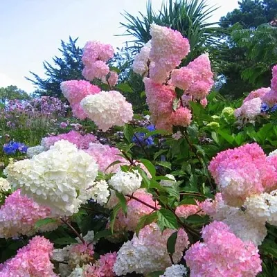 Гортензия ВАНИЛЛА ФРАЙЗ метельчатая  Гортензия ВАНИЛЛА ФРАЙЗ метельчатая в Сургуте