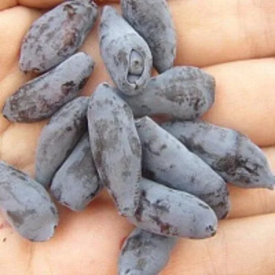 Жимолость съедобная ЧУЛЫМСКАЯ в Сургуте