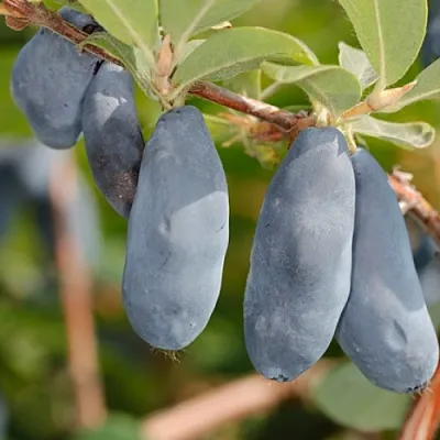 Жимолость съедобная СИНИЙ УТЕС в Сургуте