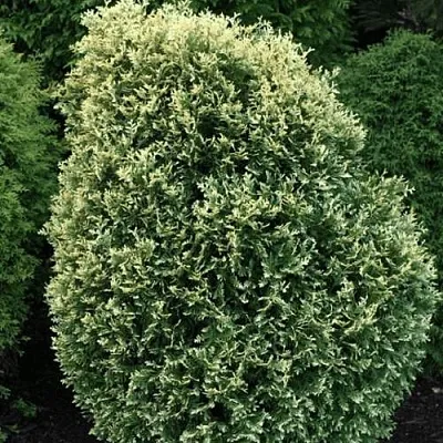 Туя ЛИТОМИШИЛ западная  Туя ЛИТОМИШИЛ западная в Сургуте