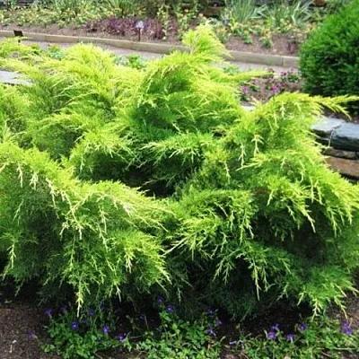 Можжевельник ГОЛД КОСТ средний  Можжевельник ГОЛД КОСТ средний в Сургуте