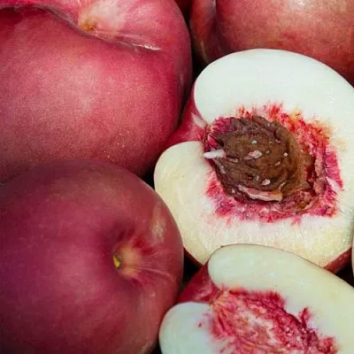 НЕКТАПЛЮМ  НЕКТАПЛЮМ в Сургуте