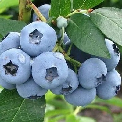 Голубика БЛЮЭТТА  Голубика БЛЮЭТТА в Сургуте