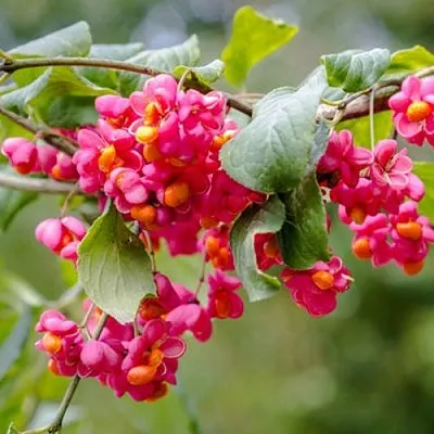 Бересклет ЕВРОПЕЙСКИЙ  Бересклет ЕВРОПЕЙСКИЙ в Сургуте