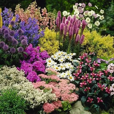 Многолетние растения в Сургуте