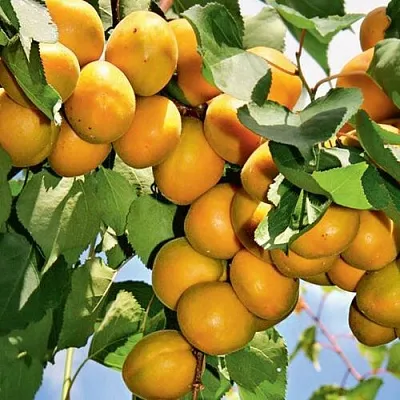 Абрикос БРЯНСКИЙ РАННИЙ в Сургуте