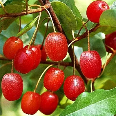 Гуми в Сургуте