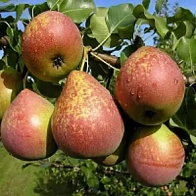 Груша МРАМОРНАЯ  Груша МРАМОРНАЯ в Сургуте