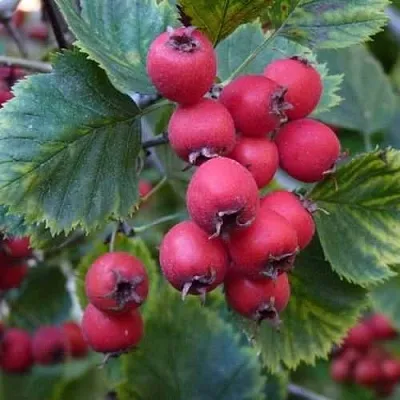 Боярышник АРНОЛЬДА  Боярышник АРНОЛЬДА в Сургуте