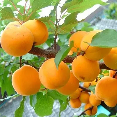 Абрикос ОРИГИНАЛ в Сургуте