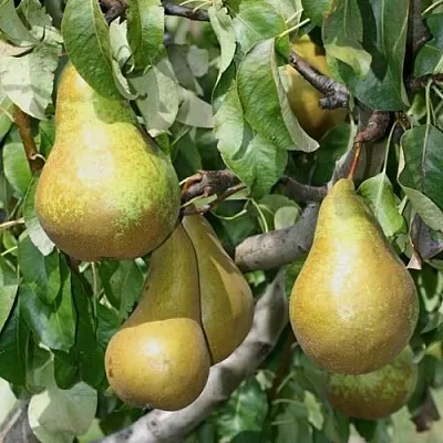 Груша САПФИРА колонновидная  Груша САПФИРА колонновидная в Сургуте